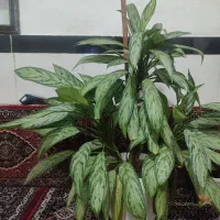 گل آگلونما|گل و گیاه طبیعی|دهگلان, |دیوار