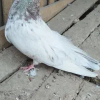 کفتر|پرنده|بهارستان, |دیوار