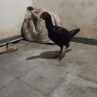 نوراللهی فروشی