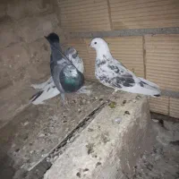 کبوترپرشی|پرنده|پاکدشت, پاکدشت (مامازند)|دیوار