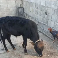 گوساله نرفروشی|حیوانات مزرعه|زمکان, |دیوار