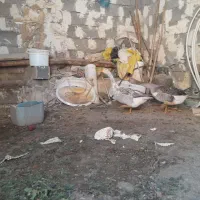 غاز|حیوانات مزرعه|جعفرآباد, |دیوار