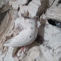 کبوتر سورول نر ماده سالم