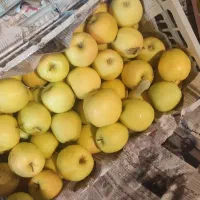 سیب درجه 2 و درجه 1|عمدهفروشی|ری, علایین|دیوار