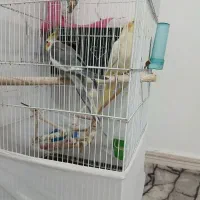 عروس هلندی نروماده