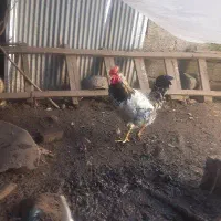 خروس معاوضه