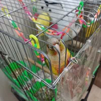 طوطی گیرینچیک