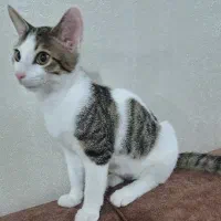 گربه DSH|گربه|رشت, خمیران زاهدان|دیوار