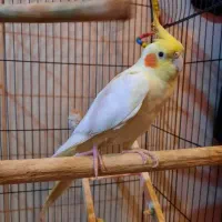 عروس هلندی ماده با قفس