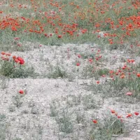 زمین-مسکونی-در-بهترین-نقطه-گلپایگان