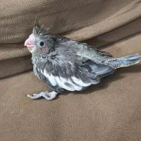 جوجه سرلاکی