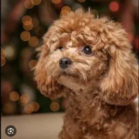 تاینی پودل رنگ رد