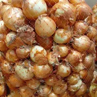 پیاز زرددرجه یک