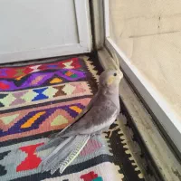 دو عدد عروس هلندی نر معاوضه با قناری|پرنده|کرج, شهرک سهرابیه|دیوار