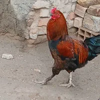 خروس گوشتی