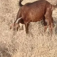 هفت تا بز همش رونده شده دوقلوزا ،