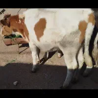 یک عددگوساله ماده اصل
