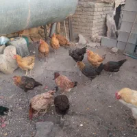 سلام مرغ سیاه تخمی|حیوانات مزرعه|سبزوار, قصبه غربی|دیوار