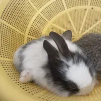 بچه خرگوش|موش و خرگوش|خمک, |دیوار