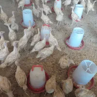 بوقلمون پرورشی
