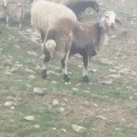 بره قوچ پلنگی