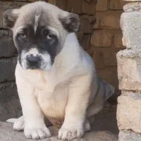 توله سرابی درجه یک|سگ|تهران, آبشار تهران (دریاچه)|دیوار