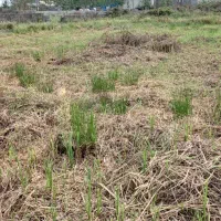 فروش یک قطعه زمین|فروش زمین و ملک کلنگی|رشت, شهرک احمد خمینی|دیوار