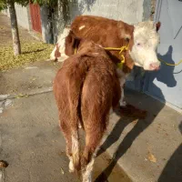 گوساله ماده|حراج|ملکان, |دیوار