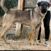 سه قلاده سگ