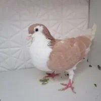 یک جفت ساده نواخت کرده