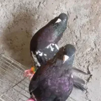 کله ای