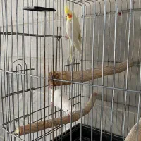عروس هلندی نر|پرنده|ماکو, |دیوار