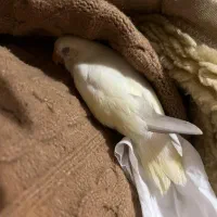 کوتوله برزیلی