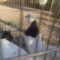 کبوتر طوقی رنگی