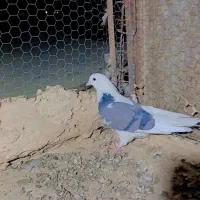 دوتاکبوترماده شازده وپشدار ویک عددنرهما|پرنده|زابل, |دیوار