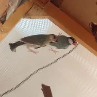 فنچ نرگسی و زفنچ زبرا|پرنده|قم, زند آباد|دیوار