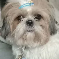 توله سگ عروسکی