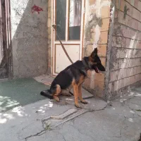 گمشده