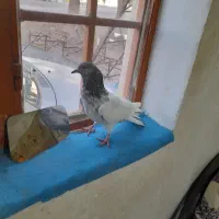 ماده کله پاکستانی  ملاق میزند