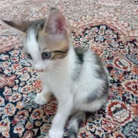 ۲ عدد بچه گربه