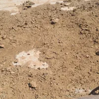 فروش بره ماده قزل افشار