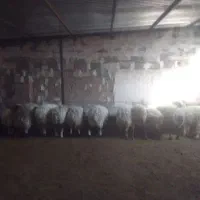 سلام بره سفید چاق|حیوانات مزرعه|سنگان, |دیوار