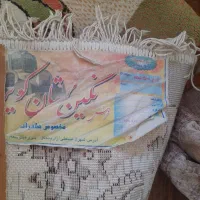 قالی|فرش|تربتحیدریه, کوی شهید احمدزاده ملکی|دیوار