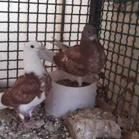 کبوتر شازده