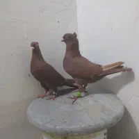 جفت سرخ کاکلی|پرنده|دزفول, |دیوار