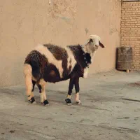 میش قوچ پلنگی