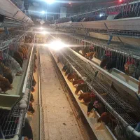 واگذاری مرغداری ۸۵۰ قطعه بومی گلپا در حال تولید