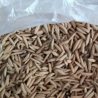 محصولات کشاورزی|عمده‌فروشی|مینودشت, |دیوار