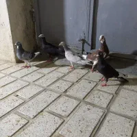۵تا نامبر