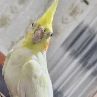 عروس هلندی برا فروش